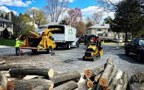 Why Choose Our Tree Removal Services in Cassville, WV?